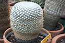 MAMMILLARIA CELSIANA.jpg